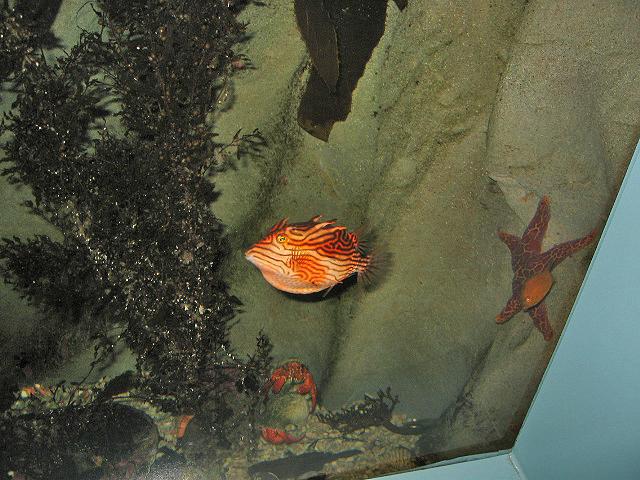 A 178 Sydney - A l'Aquarium.jpg